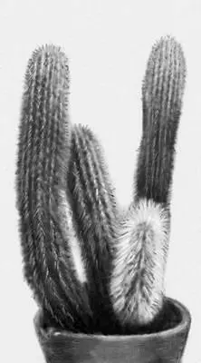 Кактусы Cleistocactus strausii Кактусы Turbinicarpus macrochele Кактусы - фото 268