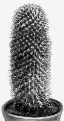 Кактусы Mammillaria karwinskiana Карнегия гигантская Carnegiea gigantea в - фото 270