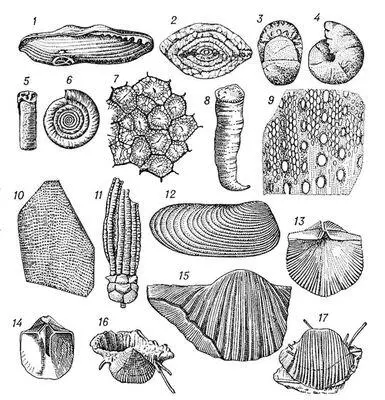 Рис 2 Фауна каменноугольного периода Фораминиферы 1 фузулина Fusulina - фото 437