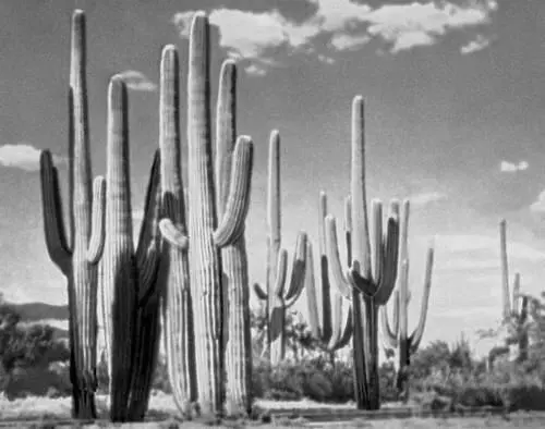 Карнегия гигантская Carnegiea gigantea в южной Аризоне Кактусы Ferocactus - фото 271