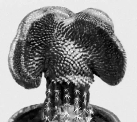 Кактусы Pelecyphora pseudopectinata var cristata Ферокактус акантовидный - фото 273