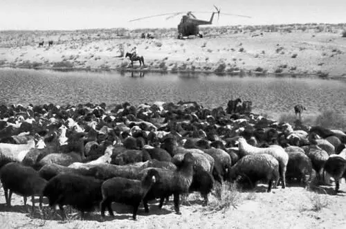 Отара каракульских овец совхоза имени 40летия Каракалпакской АССР Д - фото 696