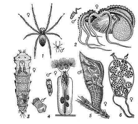 Примеры карликовых самцов 1 у паука Nephila nigra 2 у головоногого - фото 854