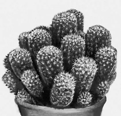 Кактусы Mammillaria wildii Кактынь Адольф КактыньКактиньш Адольф - фото 276