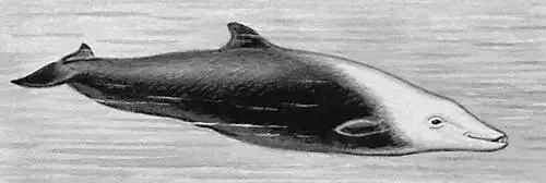 Илл к ст Клюворыл Клюворылые киты Клюворылые китыZiphiidae семейство - фото 137