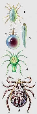 Представители некоторых групп клещей Акариформные клещи Acariformes 1 - фото 89