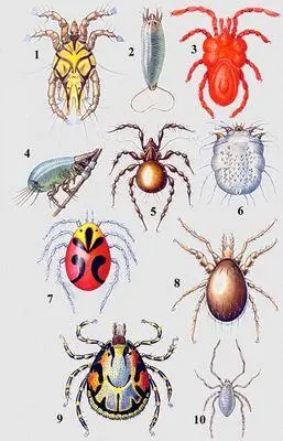 Представители некоторых групп клещей Акариформные клещи Acariformes 1 - фото 90
