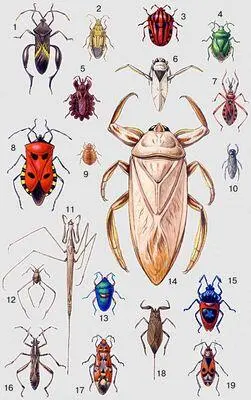 1 краевик Mictis sp 2 остроголовый щитник Aelia acuminata 3 - фото 123