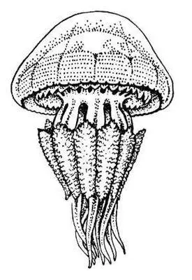 Корнерот Rhizostoma pulmo медуза Корнет муз инструмент Корнетфранц - фото 857