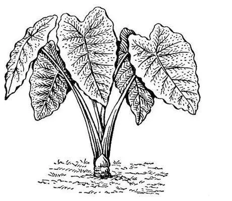Таро Colocasia esculenta Колоквинт Колоквинтколоцинт Citrullus - фото 188