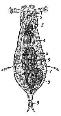 Рис 1 Коловратка Notommata copeus строение 1 мозг 2 глазное пятно 3 - фото 183
