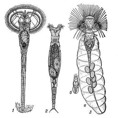 Рис 2 Коловратки 1 Ptygura cephaloceros grande 2 Rotaria rotatoria 3 - фото 184