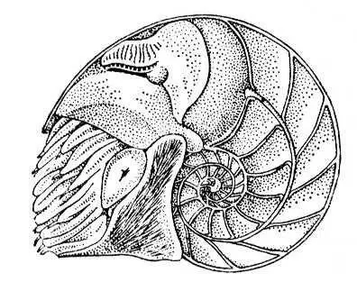 Кораблик Nautilus pompilius раковина распилена вдоль Кораблино - фото 728