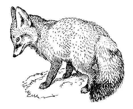 Рис к ст Корсак Корсакас Костас Пранович КорсакасКостас Пранович р - фото 958