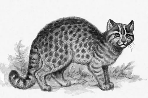 Бенгальская кошка Лев Кошачьи змеи Кошачьи змеиTelescopus или - фото 1114