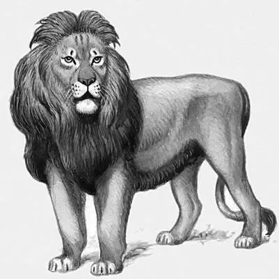Лев Кошачьи змеи Кошачьи змеиTelescopus или Tarbophis род змей - фото 1115