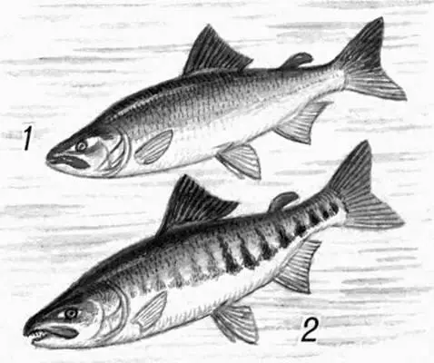 Кета самец 1 во время жизни в море 2 во время размножения зрелый - фото 146