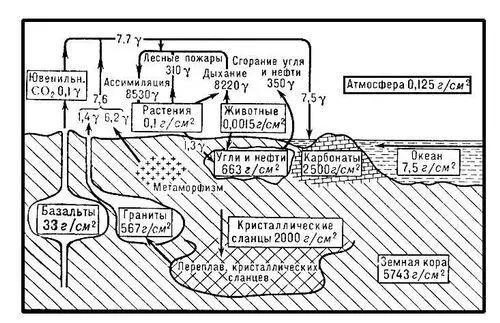 Рис 2 Схема круговорота углерода Содержание углерода дано в гсм 2 - фото 370