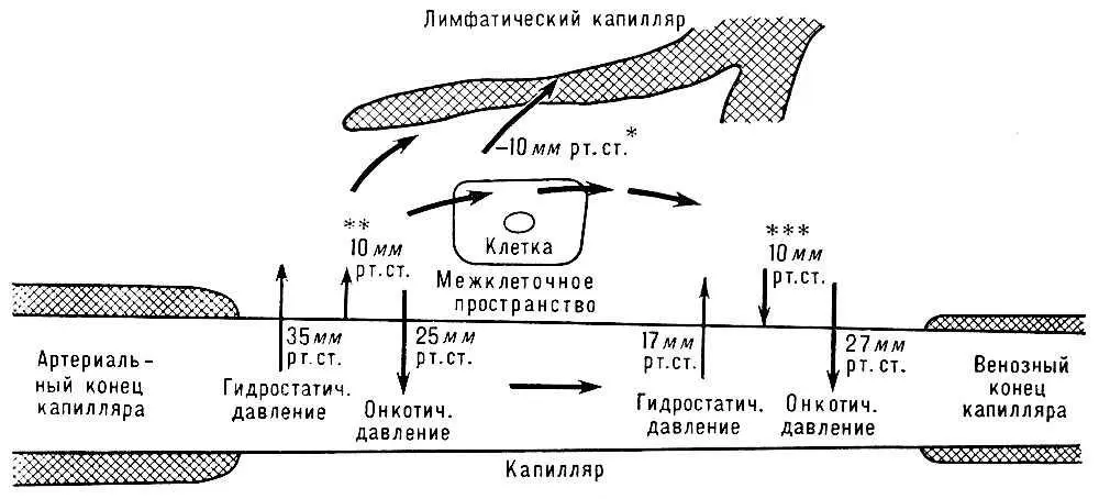 Рис 1 Соотношение давлений обеспечивающее движение жидкости в капиллярах - фото 330