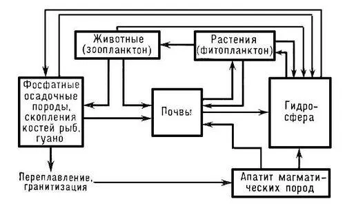 Рис 4 Схема круговорота фосфора Рис 5 Схема малого круговорота веществ на - фото 372
