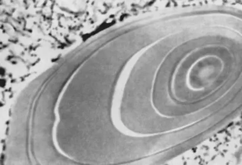 Рис 1 Микрофотография зерна крахмала из клубня картофеля видна слоистая - фото 110