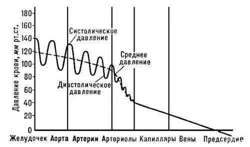 Давление крови в различных участках кровеносной системы Пунктиром отмечено - фото 339