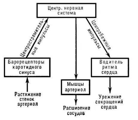 Рис 3 Схема одного из звеньев механизма регуляций артериального давления - фото 333