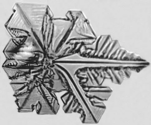 Рис 10 Начальная стадия дендритного роста кристалла иодоформа Рис 7 - фото 261