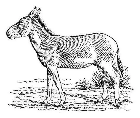 Рис к ст Кулан Куланго Кулангонкорамфо нгорафо самоназв коламбо - фото 159