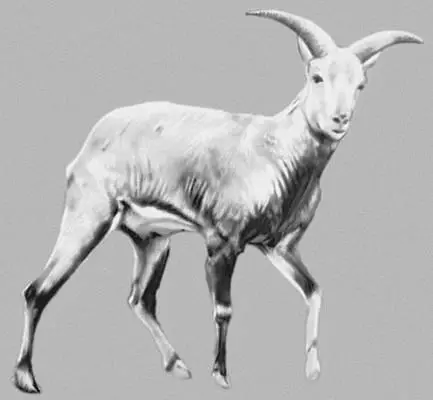 Рис к ст Кукуяман Кукша КукшаPerisoreus infaustus птица семейства - фото 156