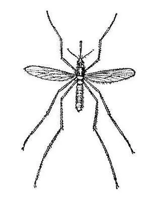 Рис 2 Комар Culex pipiens самка Кулешов Аркадий Александрович - фото 165