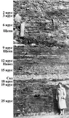 Разрез культурного слоя на Неревском раскопе в Новгороде Толщина св 7 м - фото 193