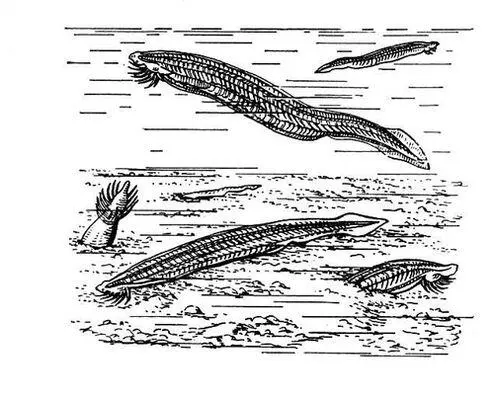 Рис к ст Ланцетник Ланцетоносы ЛанцетоносыRhinopomatidae семейство - фото 175