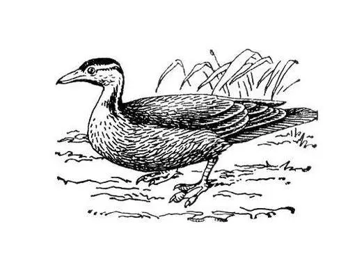 Лапчатоног Heliornis fulica Лапчевич Драгиша ЛапчевичЛапчевић Драгиша - фото 226