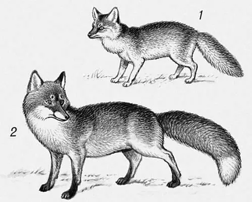 Лисицы 1 корсак 2 обыкновенная Лисицын Александр Петрович - фото 297