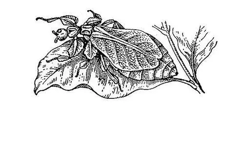 Цейлонский листотел Phyllium crurifolium Листоттиск Листоттиск 1 - фото 320