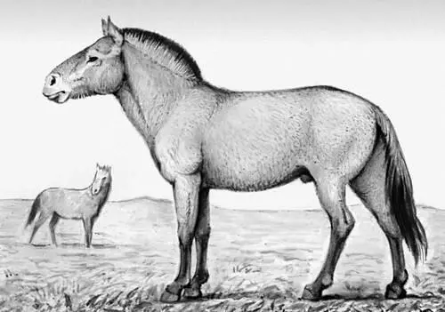 Рис к ст Лошадь Пржевальского Лошак Лошак гибрид от спаривания ослицы с - фото 232