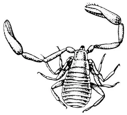 Ложноскорпион Chelifer cancroides Ложнослоники ЛожнослоникиAnthribidae - фото 114