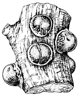 Сливовая ложнощитовка Sphaerolecanium prunastri самки Ложные сооружения - фото 115