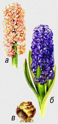 Гиацинты Hyacinthus сорта а Chestnut Flowu Цветки каштана б - фото 49