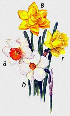 Нарциссы Narcissus сорта а Kilvorth Кильворт б Actaea Воронец в - фото 50