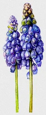 Гадючий лук мышиный гиацинт армянский Muscari armeniacum Луковичные - фото 51