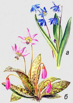 Луковичные растения а пролеска сибирская Scilla sibirica б кандык - фото 52