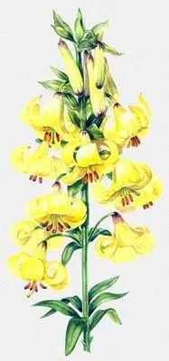 Лилия Шовица Lilium szowitsianum а луковица лилии царственной Lilium - фото 56
