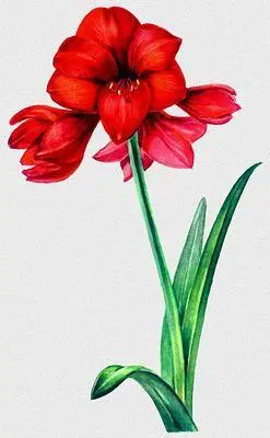 Амариллис садовая форма Лук хорошенький Allium pulchellum слева - фото 59