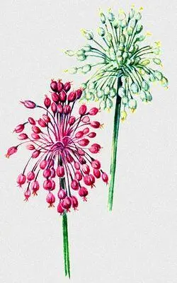 Лук хорошенький Allium pulchellum слева типичная форма справа - фото 60