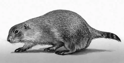Луговая собачка Cynomys ludovicianus Лугож ЛугожLugoj город на западе - фото 28
