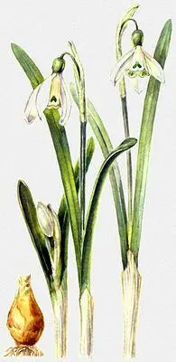 Подснежник Воронова Galanthus woronowii слева луковица подснежника - фото 64