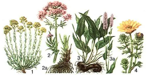 1 бессмертник песчаный 2 валериана лекарственная 2а корневище с корнями - фото 168