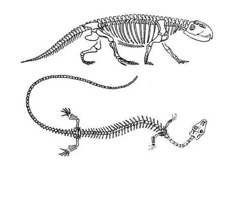 Лепидозавры вверху Scaphonyx триас Южная Америка внизу Asteosaurus - фото 337